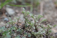 Hesperevax sparsiflora