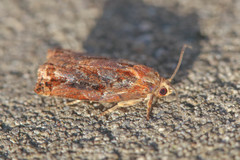 Archips oporana