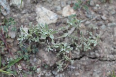 Hesperevax sparsiflora