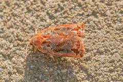 Archips oporana