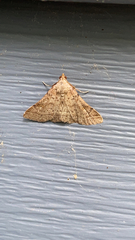 Bleptina caradrinalis