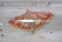 Ostrinia palustralis