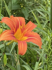 Hemerocallis fulva