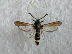 Paranthrene tabaniformis