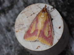 Ostrinia palustralis