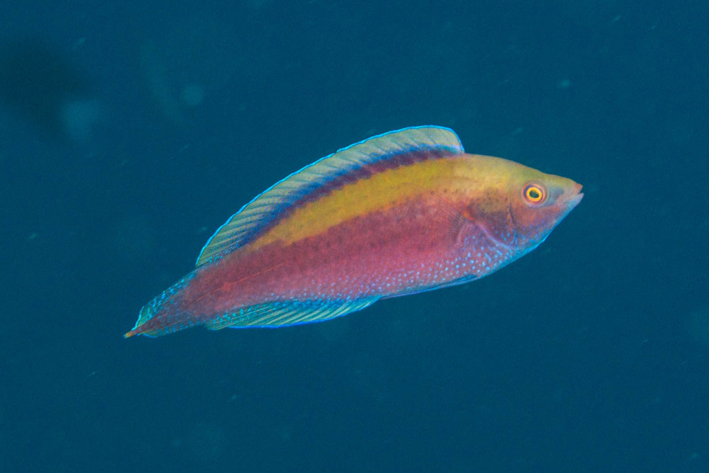 Beau's Wrasse
