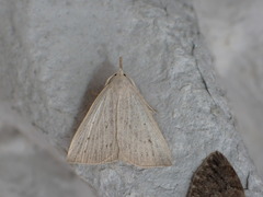 Macrochilo cribrumalis
