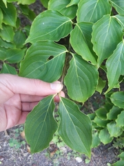 Cornus kousa