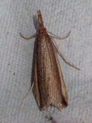 Donacaula mucronella