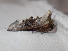 Abrostola tripartita