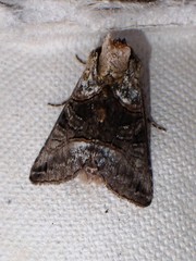 Abrostola tripartita