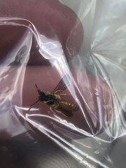 Protandrena abdominalis