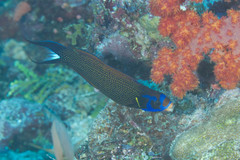 Labropsis xanthonota