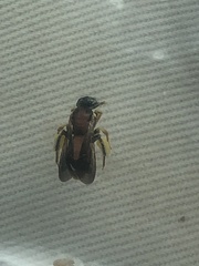 Protandrena abdominalis