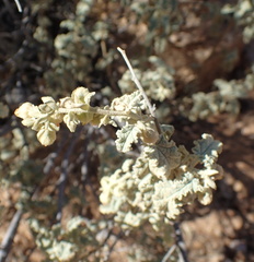 Hermannia disermifolia