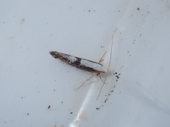 Argyresthia spinosella