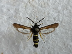 Paranthrene tabaniformis