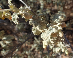 Hermannia disermifolia