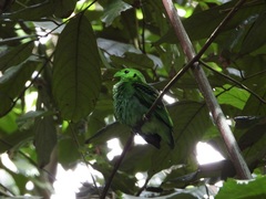 Calyptomena viridis