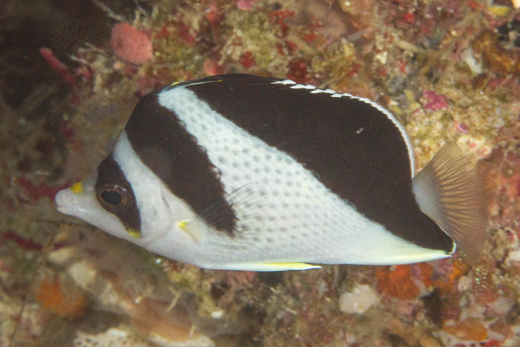 Burgess's butterflyfish (Chaetodon burgessi) — Chaetodontidae
