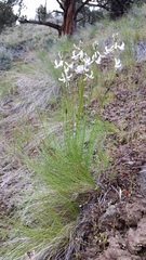 Astragalus conjunctus
