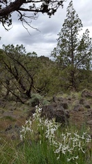 Astragalus conjunctus
