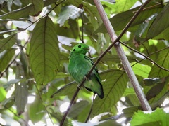 Calyptomena viridis