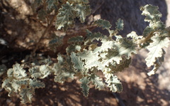 Hermannia disermifolia