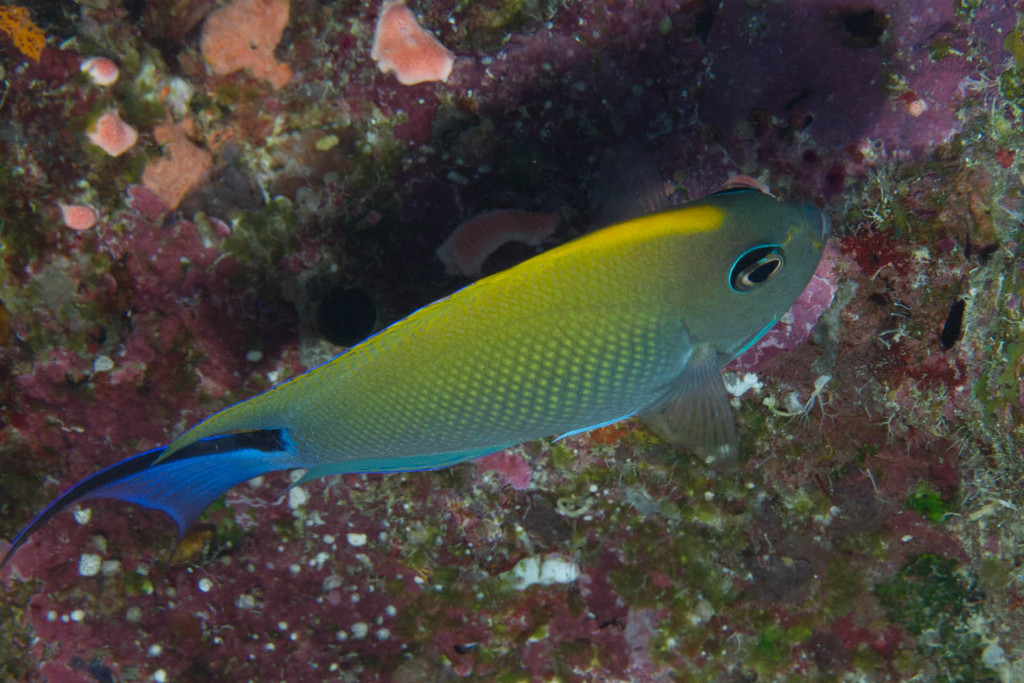 Spotbreast angelfish (Genicanthus melanospilos) — Pomacanthidae