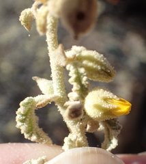 Hermannia disermifolia