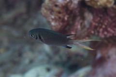 Chromis xanthura