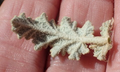 Hermannia disermifolia