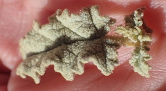 Hermannia disermifolia