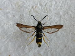 Paranthrene tabaniformis