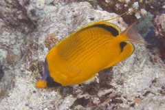 Chaetodon semeion