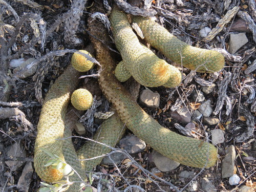 Coryphantha erecta