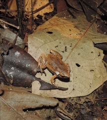 Hamptophryne boliviana