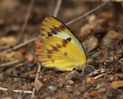 Colotis fausta