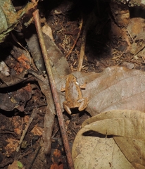 Hamptophryne boliviana