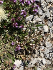 Arenaria vitoriana