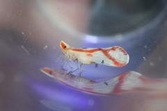 Otiocerus coquebertii