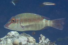 Lethrinus erythropterus