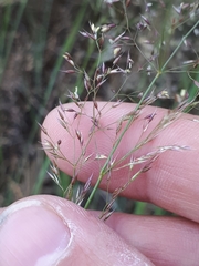 Agrostis vinealis