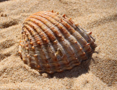 Acanthocardia aculeata