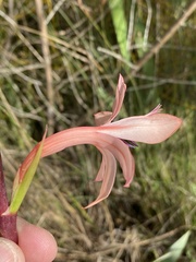 Watsonia wilmaniae