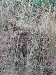 Agrostis vinealis