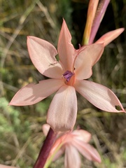 Watsonia wilmaniae