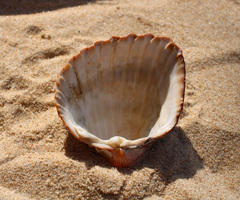 Acanthocardia aculeata