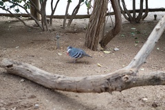 Gallicolumba luzonica