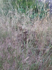 Agrostis vinealis
